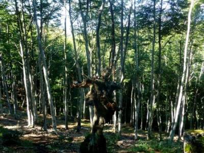 Hayedos Rioja Alavesa- Sierra Cantabria- Toloño;parque natural hayedo de tejera excursiones por la 